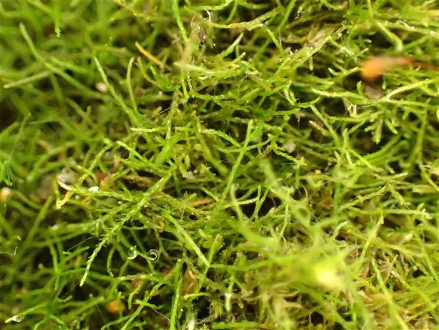 Serpoleskea confervoides (Brid.) Loeske #65840