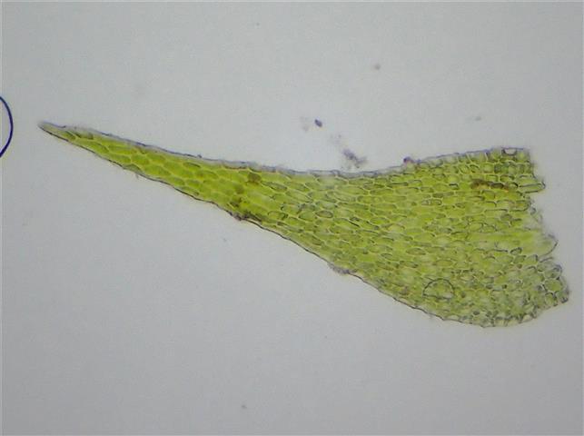 Serpoleskea confervoides (Brid.) Loeske #65842
