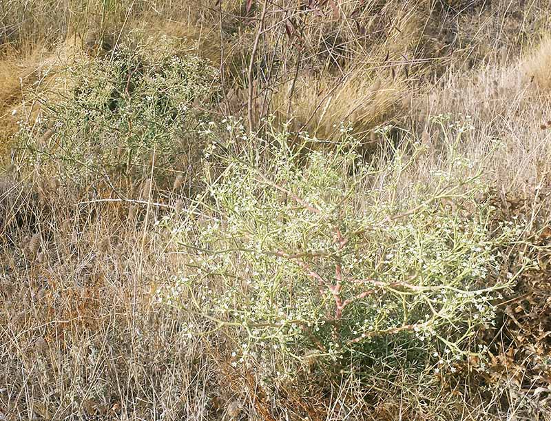 Seseli tortuosum #52241