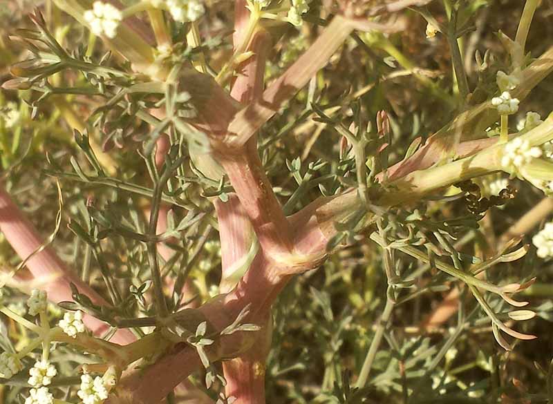 Seseli tortuosum #52243