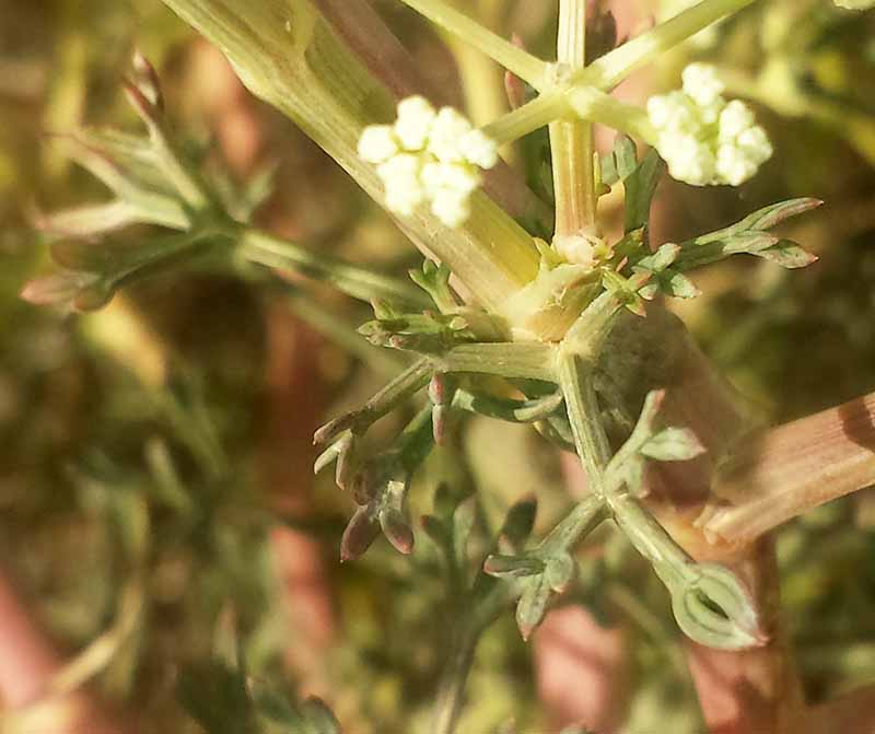 Seseli tortuosum #52244