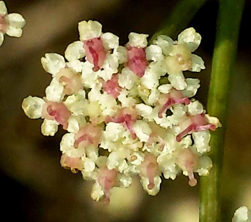 Seseli tortuosum #52249