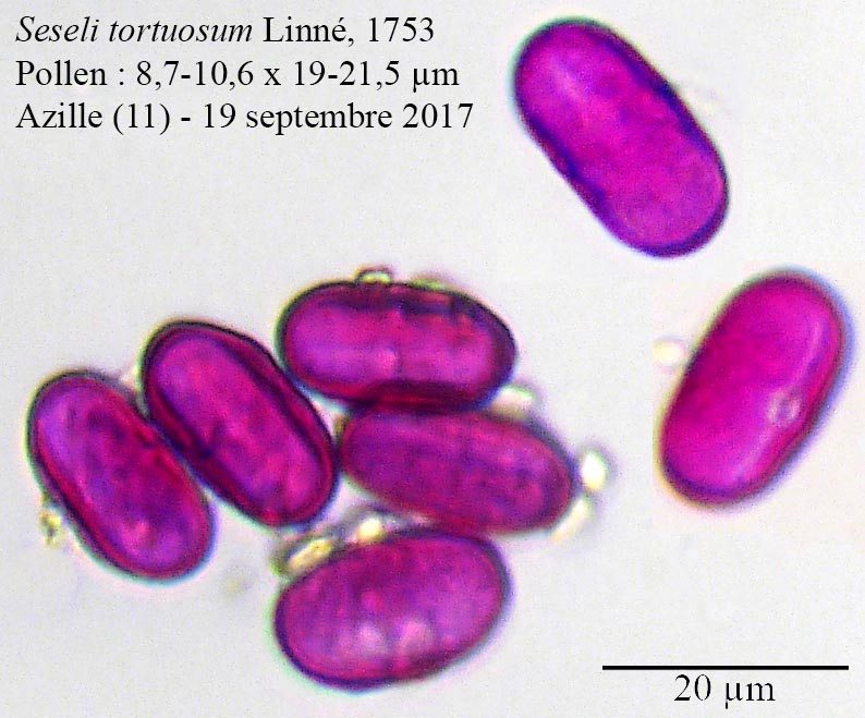 Seseli tortuosum #52250