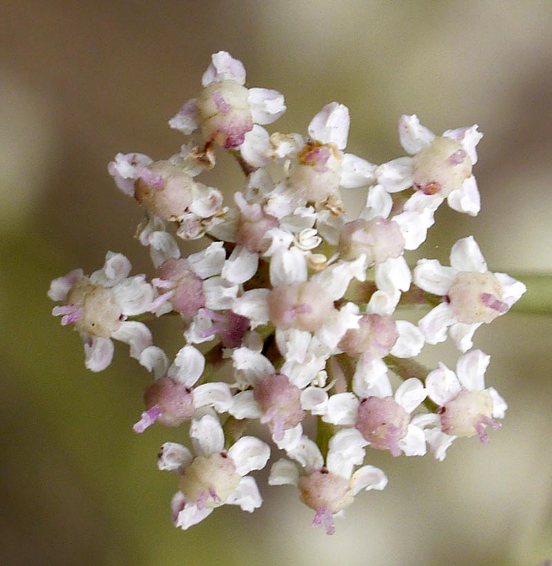 Seseli tortuosum #52248
