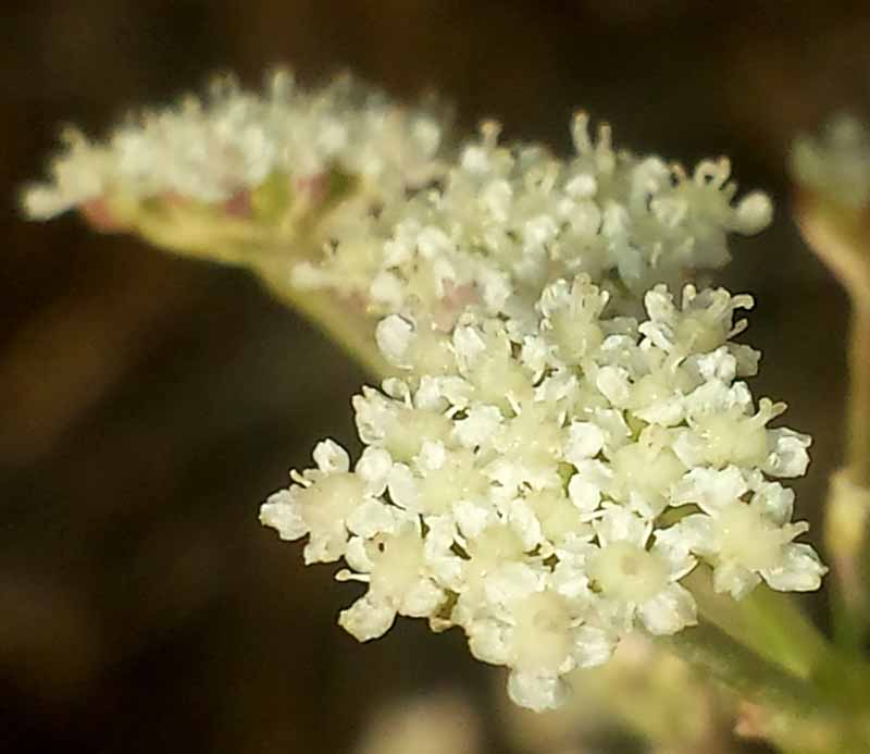 Seseli tortuosum #52246