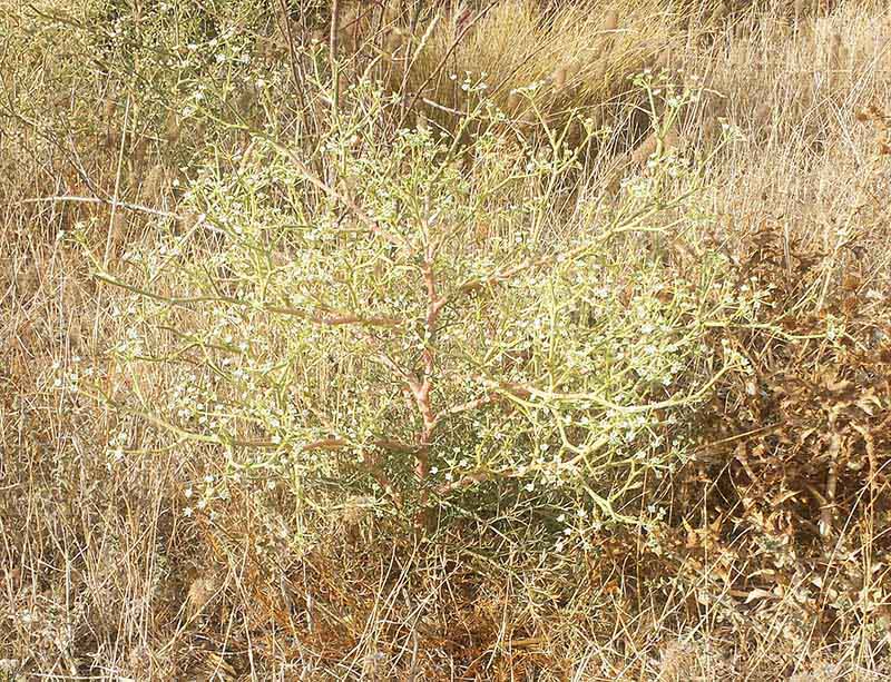 Seseli tortuosum #52242