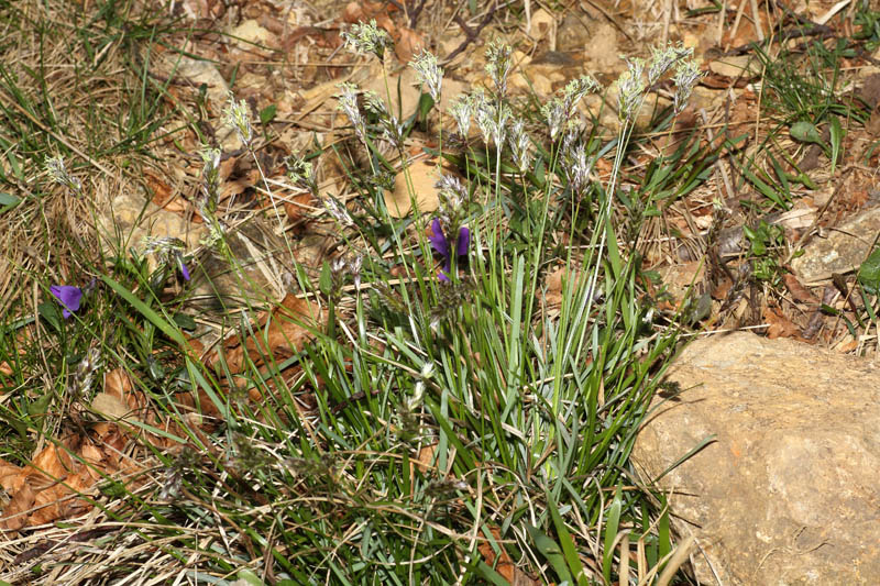 Sesleria pichiana Foggi, Gr. Rossi & Pignotti #24867