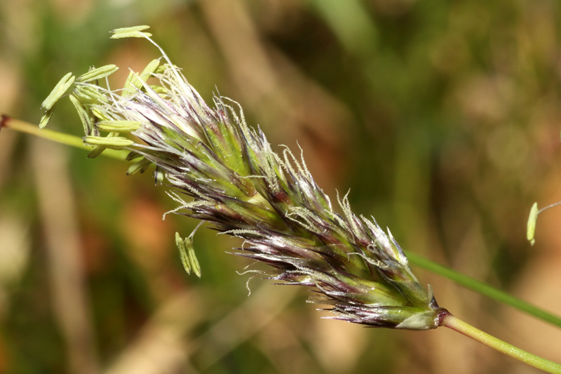 Sesleria pichiana Foggi, Gr. Rossi & Pignotti #24865