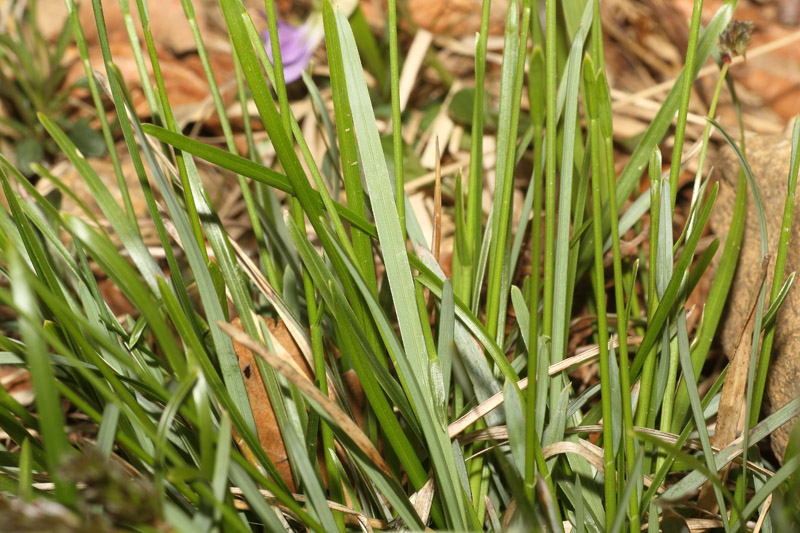 Sesleria pichiana Foggi, Gr. Rossi & Pignotti #24864