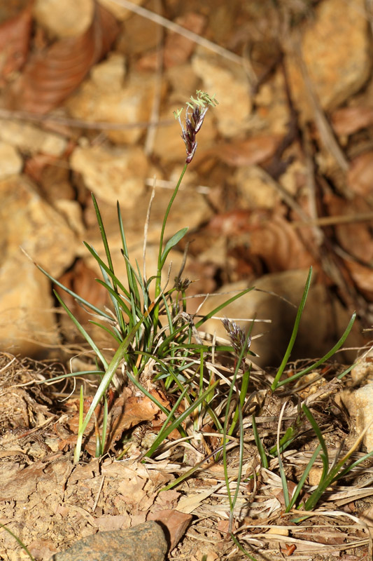 Sesleria pichiana Foggi, Gr. Rossi & Pignotti #24866