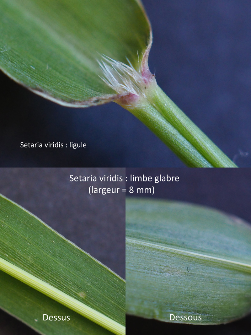 Setaria italica (L.) P. Beauv. ssp viridis (L.) Thell. #60595
