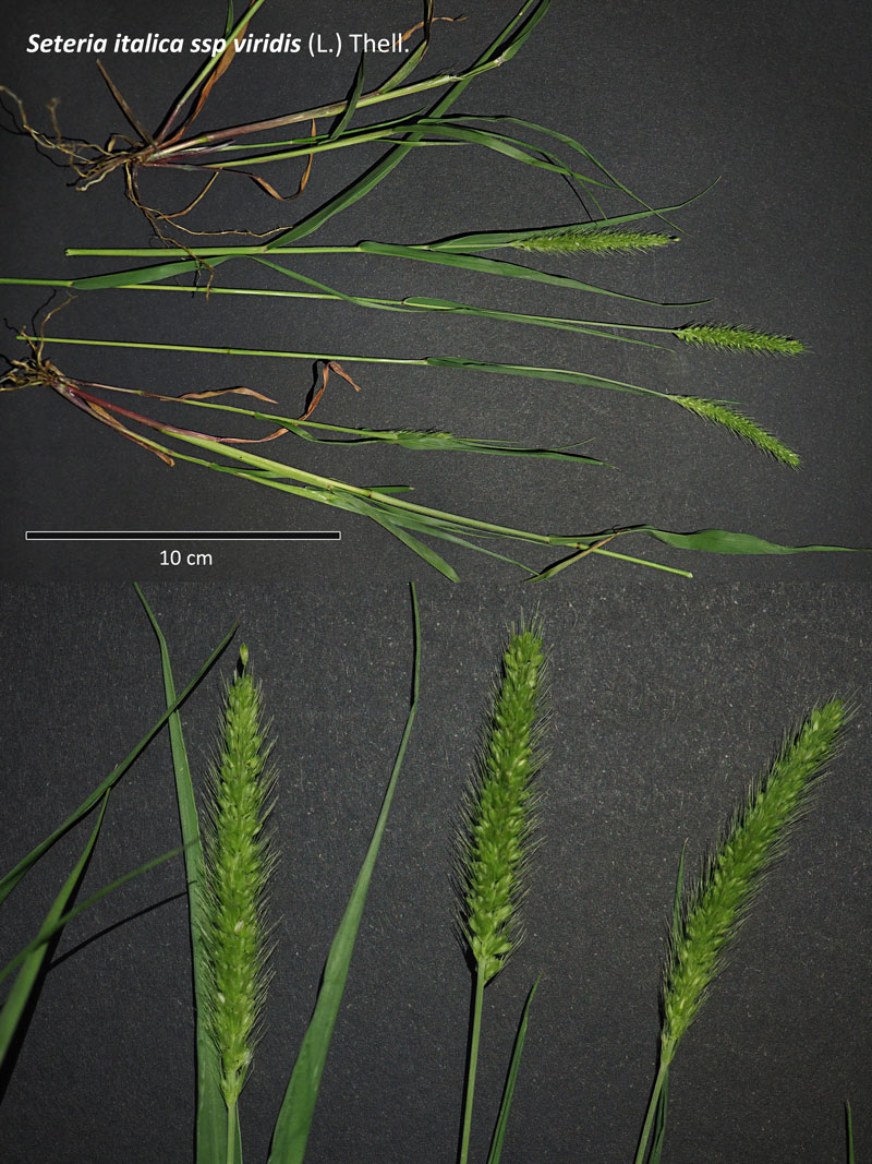 Setaria italica (L.) P. Beauv. ssp viridis (L.) Thell. #60597