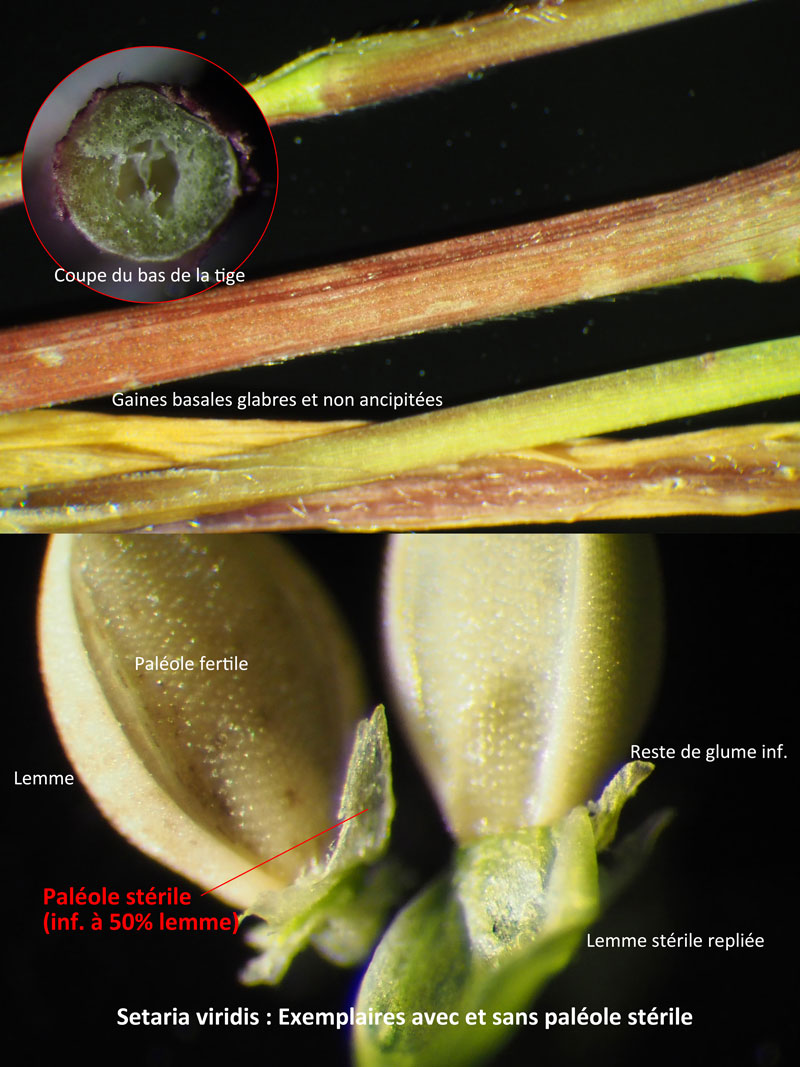 Setaria italica (L.) P. Beauv. ssp viridis (L.) Thell. #60594