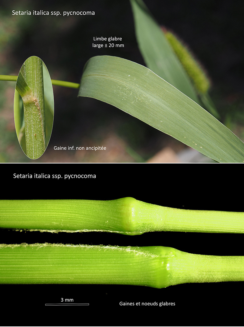 Setaria italica (L.) P. Beauv. ssp. pycnocoma (Steud.) Wet. #75960