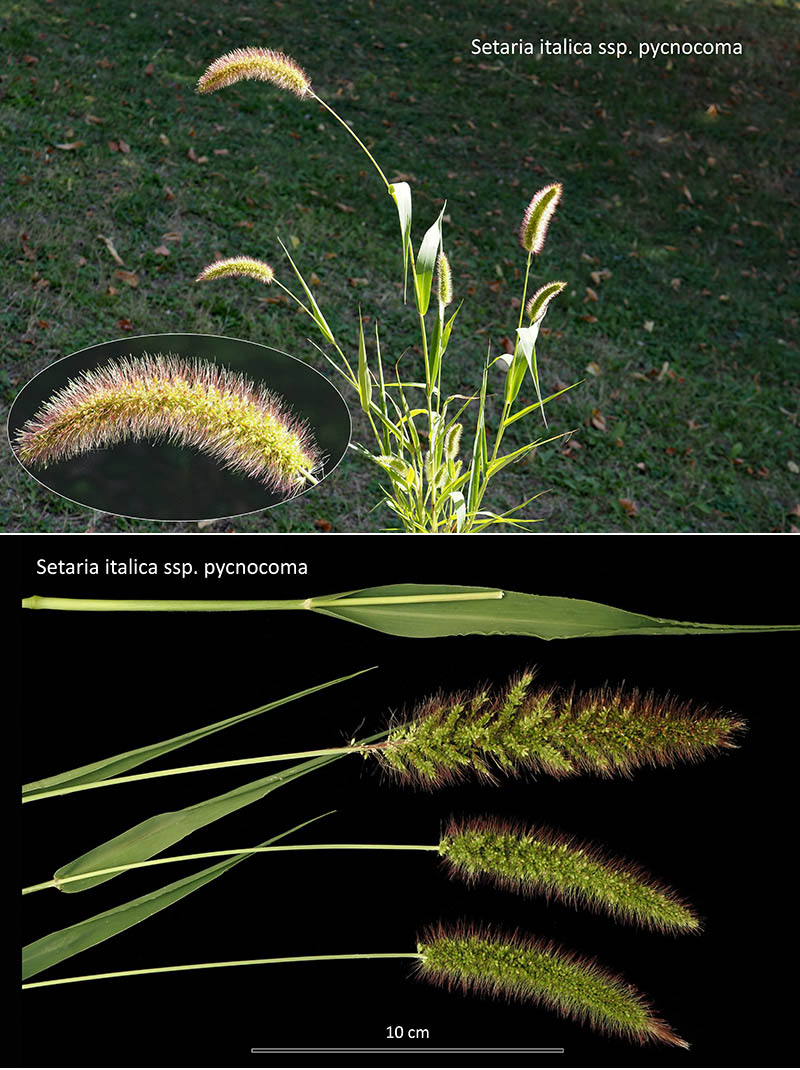 Setaria italica (L.) P. Beauv. ssp. pycnocoma (Steud.) Wet. #75958