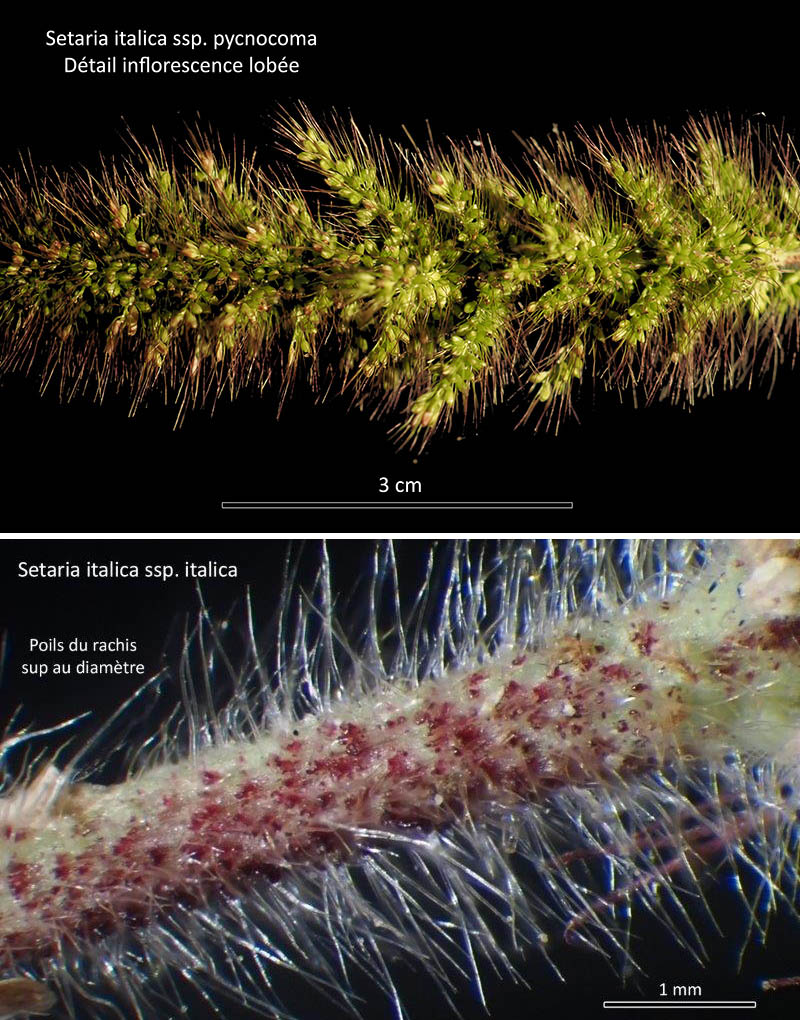 Setaria italica (L.) P. Beauv. ssp. pycnocoma (Steud.) Wet. #75959