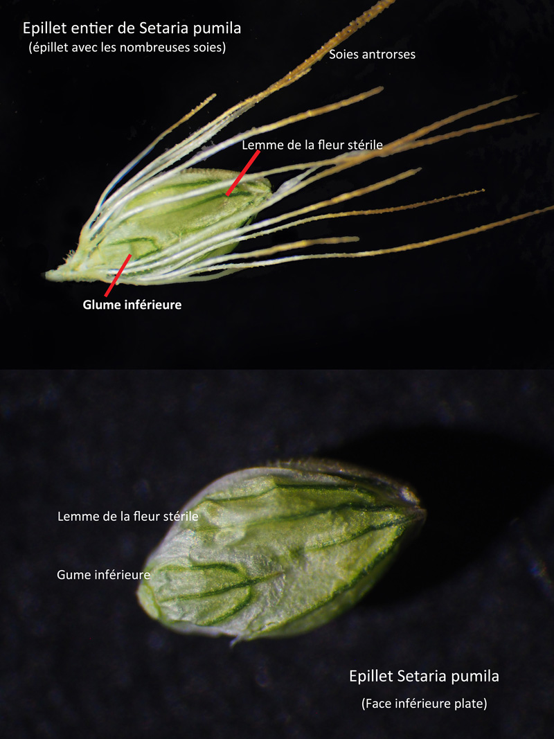 Setaria pumila (Poir.) Roem. et Schult. : La Sétaire glauque #60599