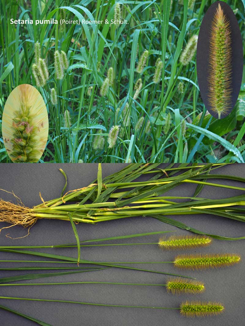 Setaria pumila (Poir.) Roem. et Schult. : La Sétaire glauque #60601