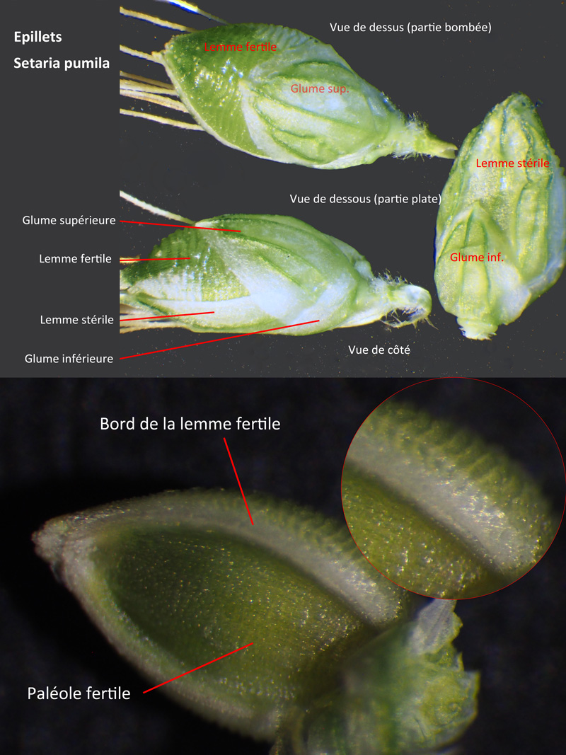 Setaria pumila (Poir.) Roem. et Schult. : La Sétaire glauque #60598