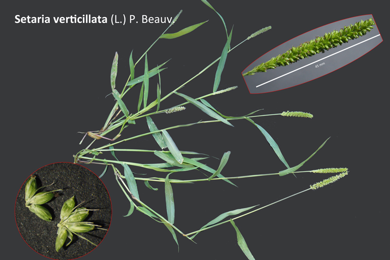 Setaria verticillata (L.) P. Beauv. #60280