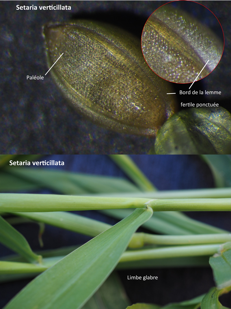 Setaria verticillata (L.) P. Beauv. #60279