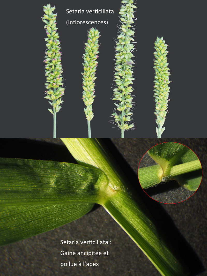 Setaria verticillata (L.) P. Beauv. #60277