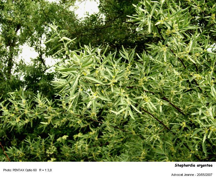 Shepherdia argentea #63144