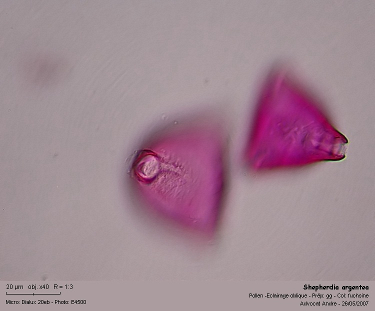 Shepherdia argentea #63149