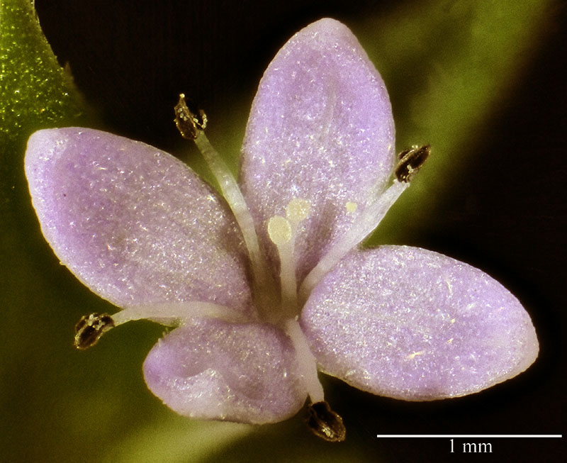 Sherardia arvensis #54904