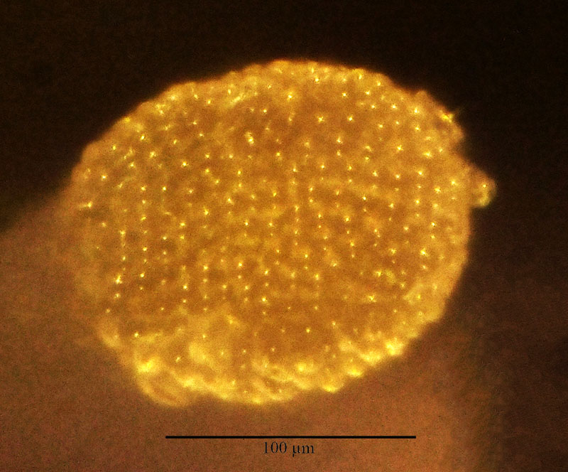 Sherardia arvensis #54906
