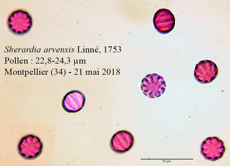 Sherardia arvensis #54908