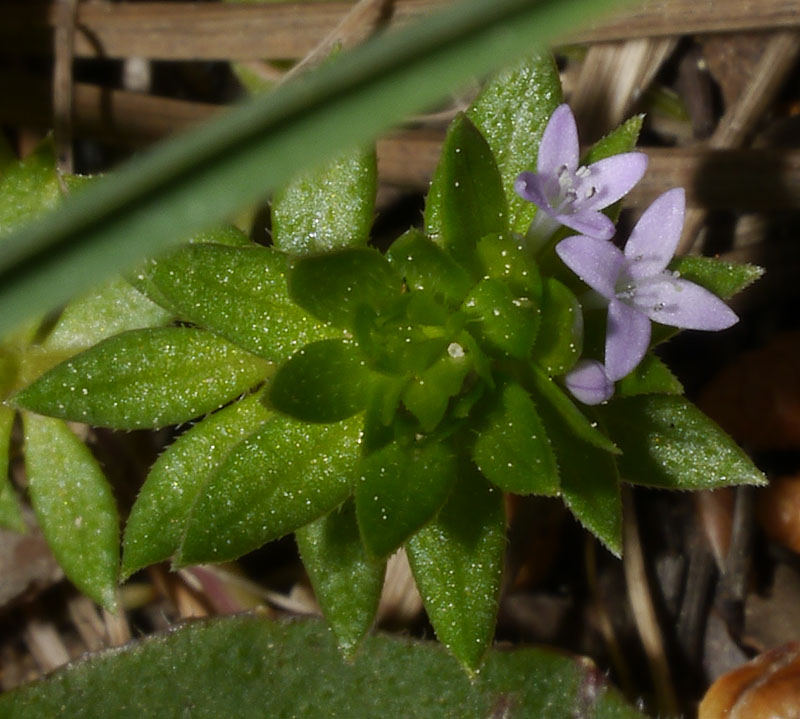 Sherardia arvensis #54902