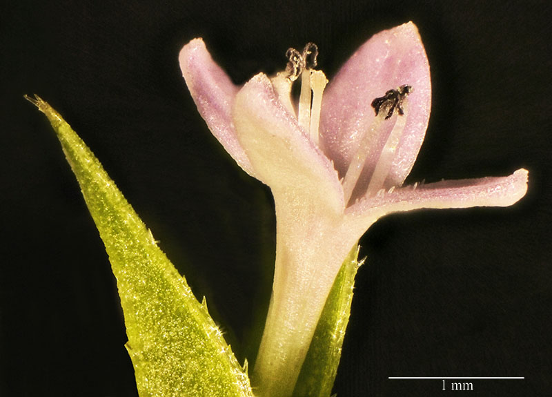 Sherardia arvensis #54905