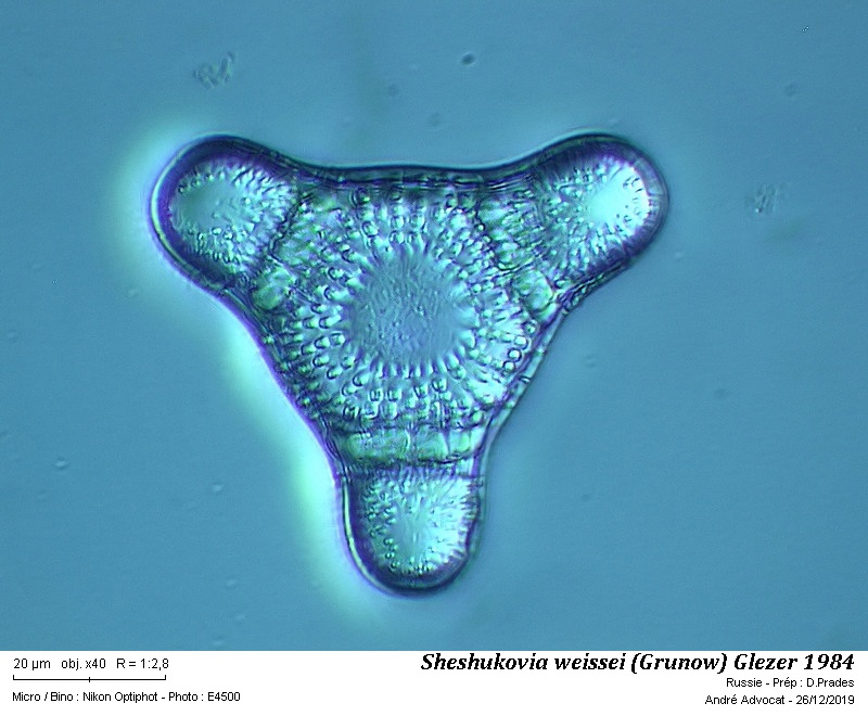 Sheshukovia weissei (Grunow) Glezer 1984 #61372