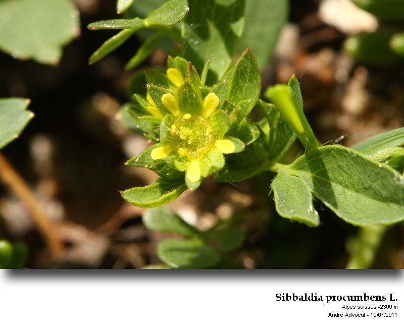 Sibbaldia procumbens L. #23791