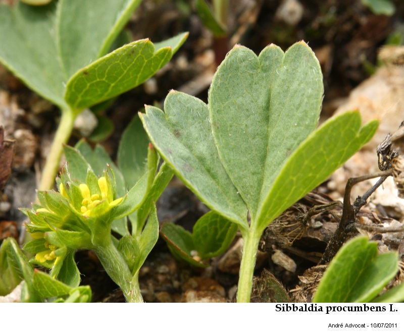 Sibbaldia procumbens L. #23792