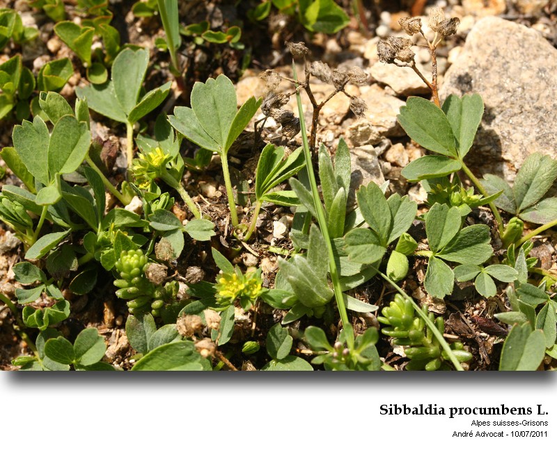 Sibbaldia procumbens L. #23790