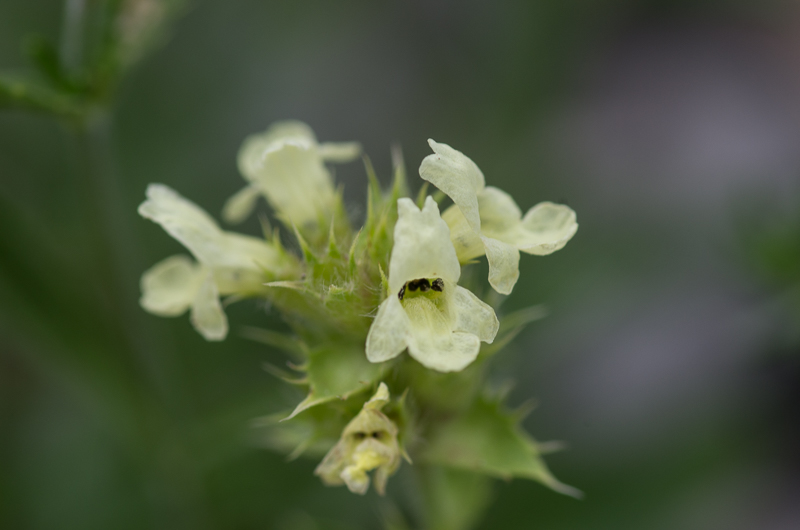 Sideritis hyssopifolia L. -  Thé des Alpes #41896