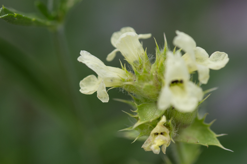 Sideritis hyssopifolia L. -  Thé des Alpes #41897
