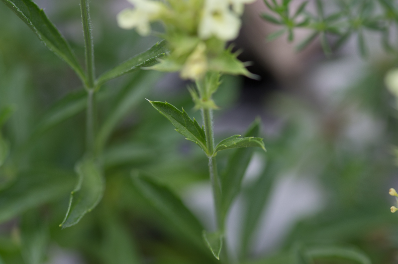Sideritis hyssopifolia L. -  Thé des Alpes #41898