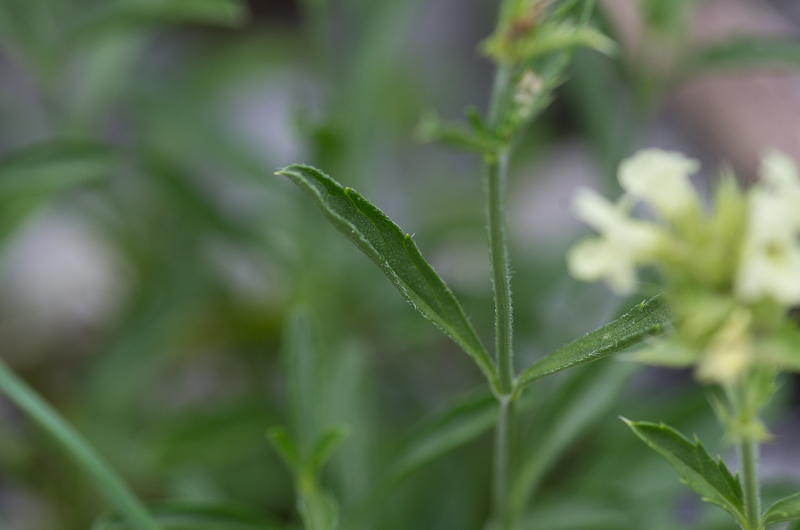 Sideritis hyssopifolia L. -  Thé des Alpes #41899