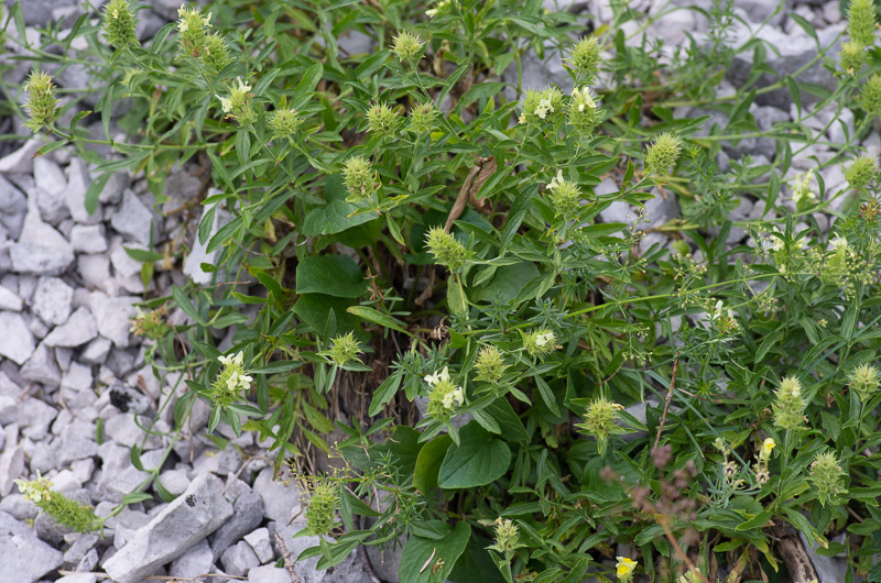 Sideritis hyssopifolia L. -  Thé des Alpes #41895