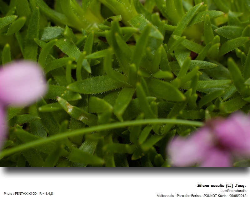 Silene acaulis (L.) Jacq. - Silène acaule #27304