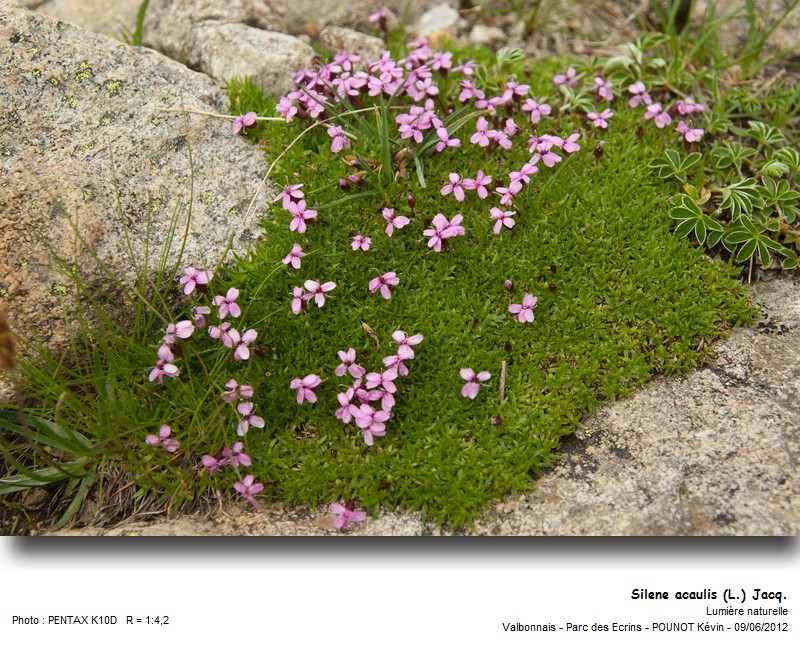 Silene acaulis (L.) Jacq. - Silène acaule #27300