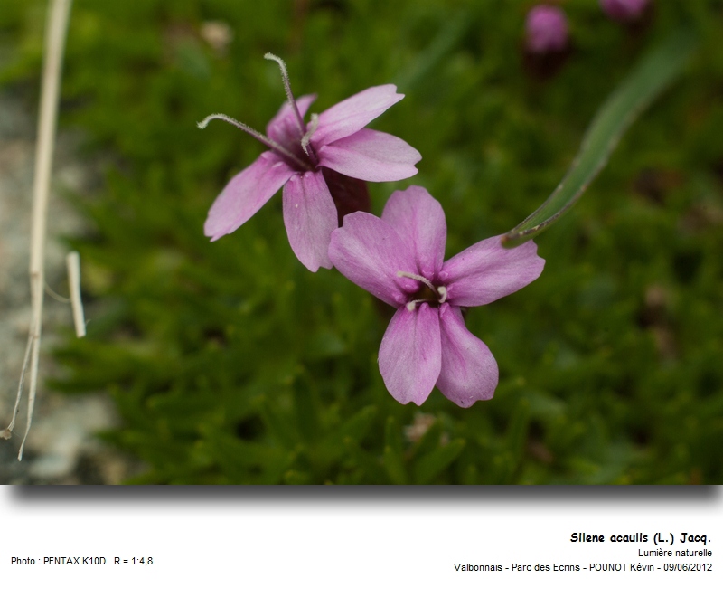 Silene acaulis (L.) Jacq. - Silène acaule #27301