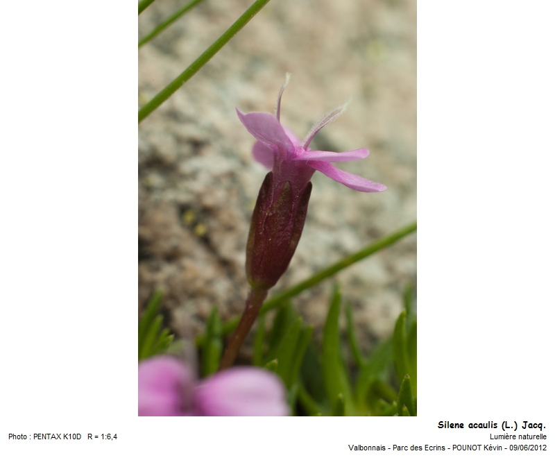 Silene acaulis (L.) Jacq. - Silène acaule #27302