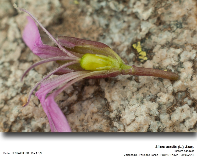 Silene acaulis (L.) Jacq. - Silène acaule #27303