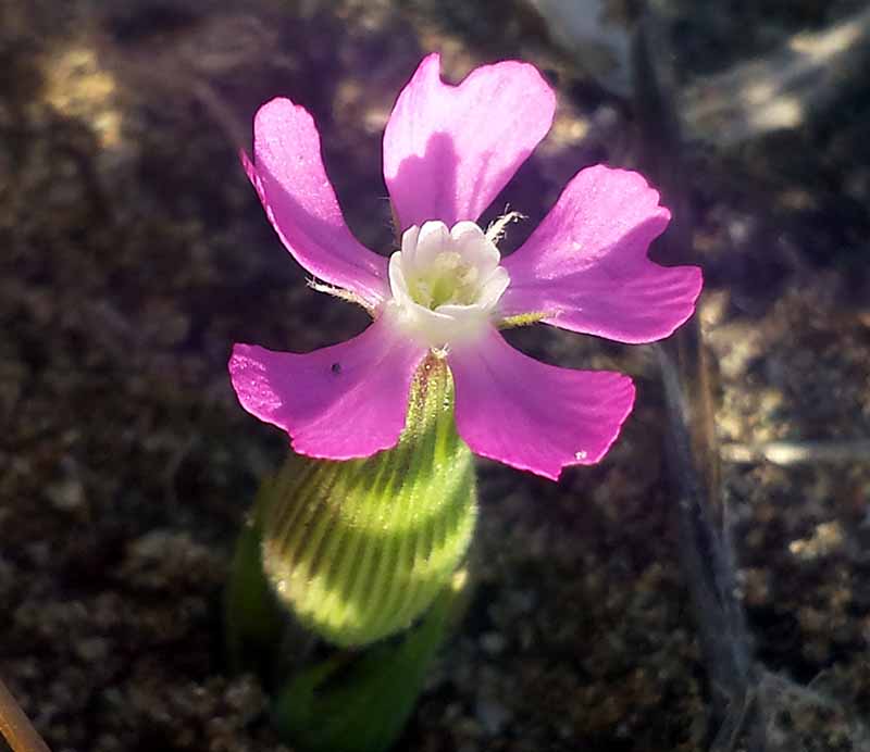Silene conica #49037