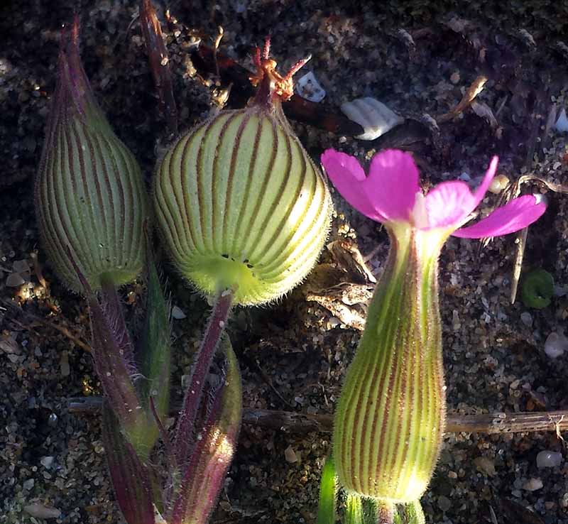 Silene conica #48902