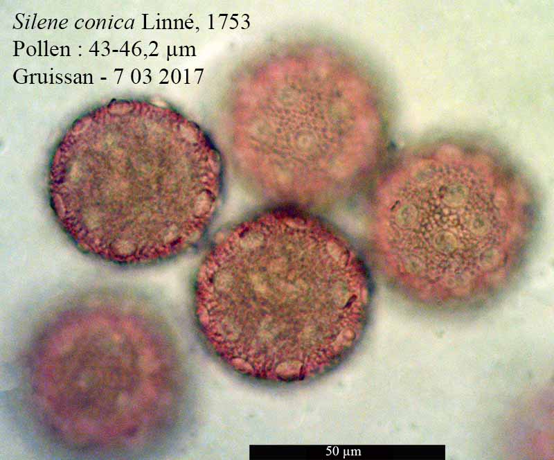 Silene conica #49039